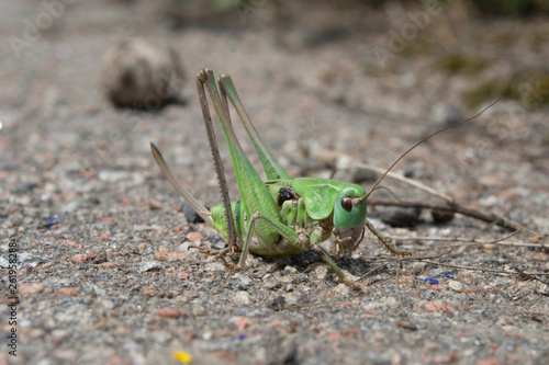 green grasshopper on asphalt