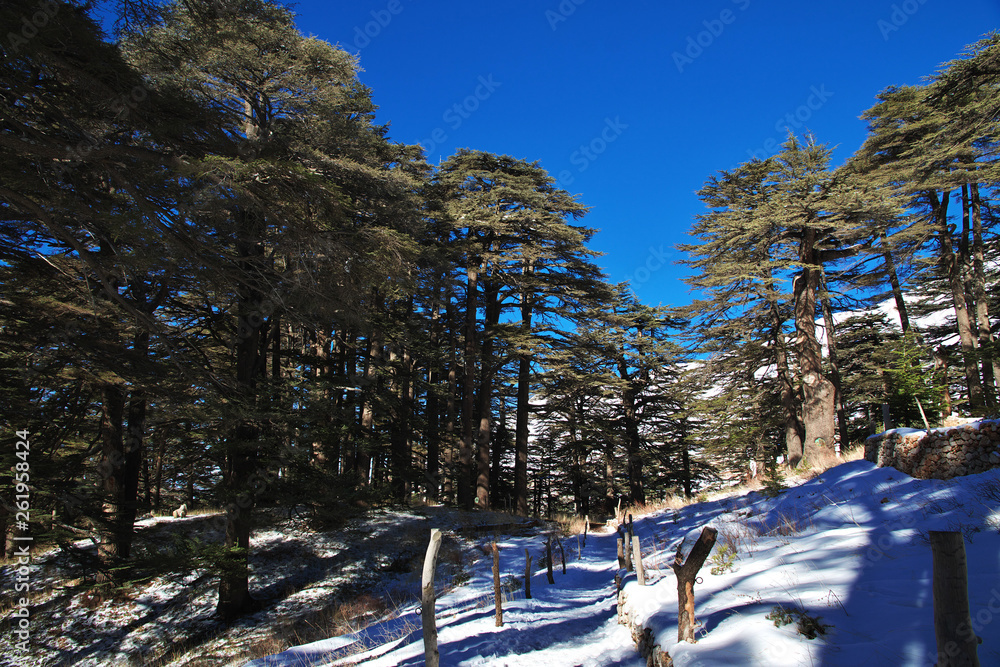 Cedars, Qadisha Valley, Lebanon