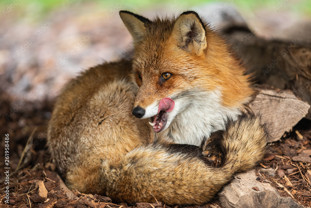 Red fox in the forest Red fox in the forest