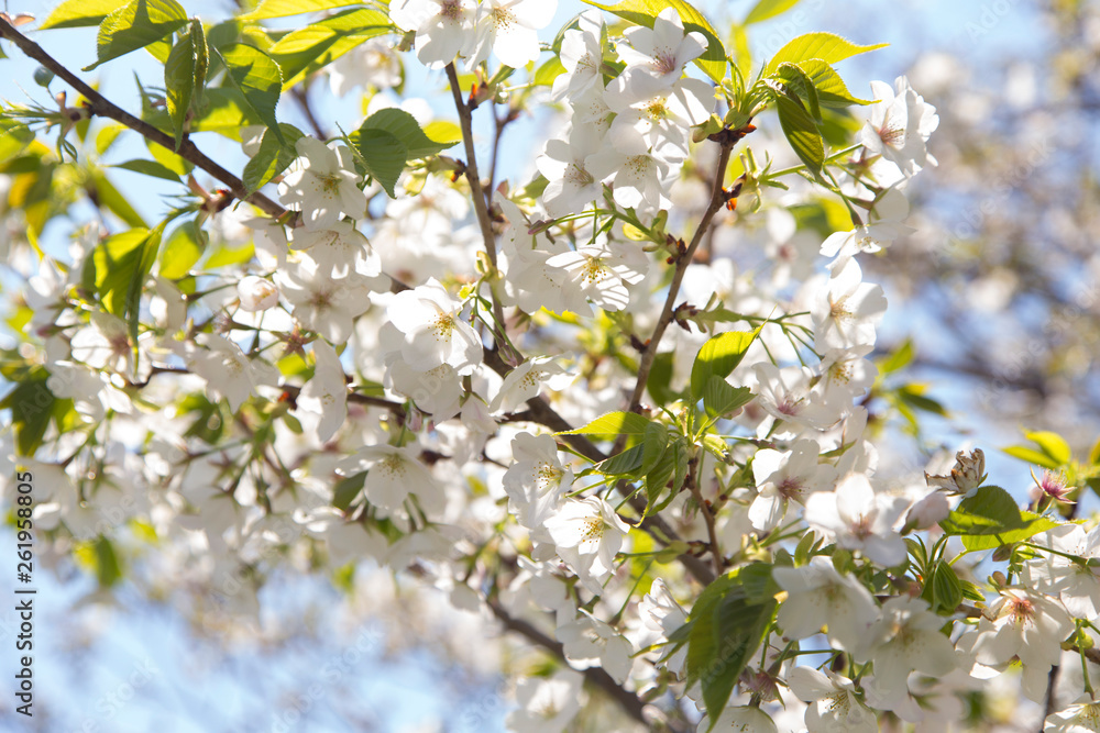 Fototapeta premium 青空に葉桜