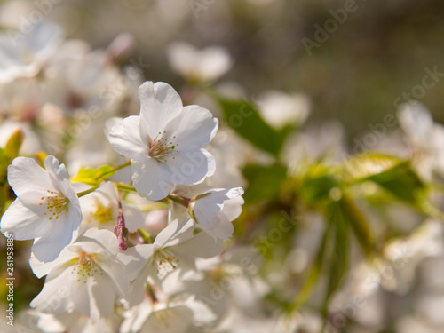 青空に葉桜