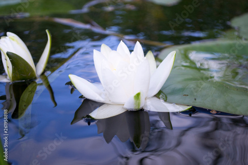 white water lily