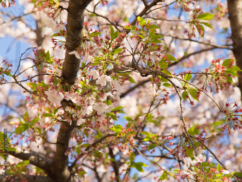 青空に葉桜