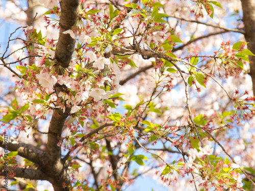 青空に葉桜