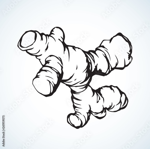 Ginger. Vector drawing