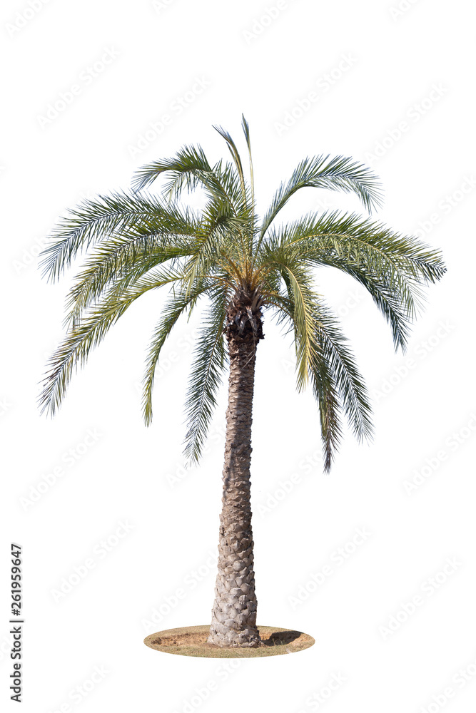 Obraz premium Palm tree isolated on white background.Clipping path.