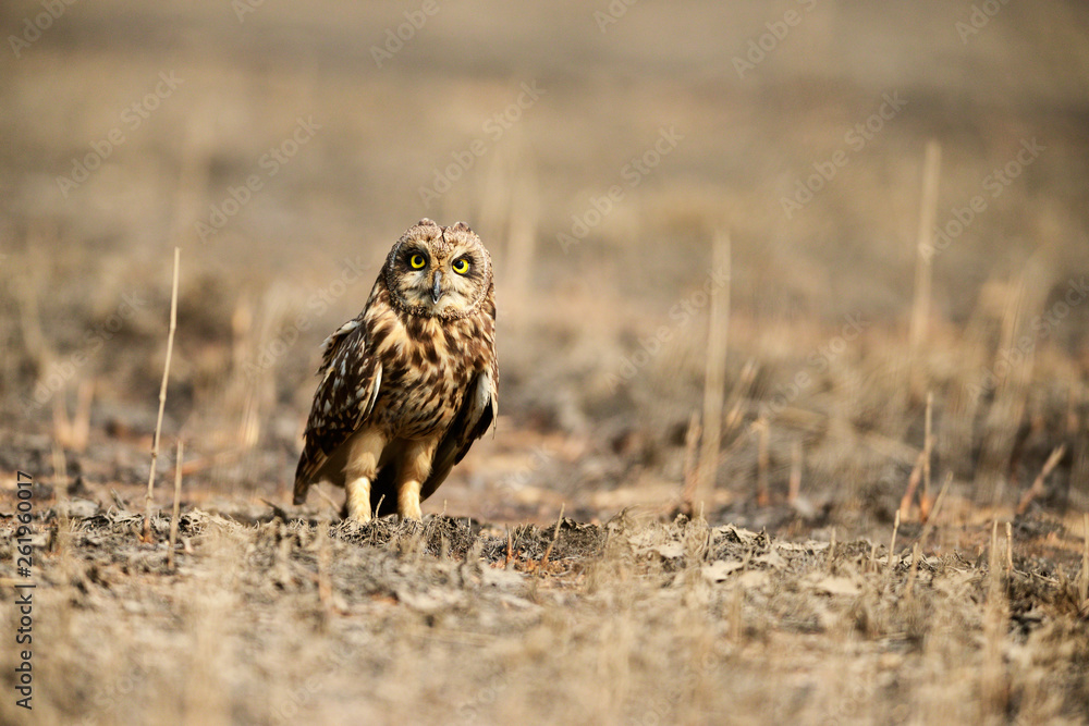 Short eared owl, Asio flammeus Uran, Mumbai, Maharashtra, India. Short eared owl, Asio flammeus Uran, Mumbai, Maharashtra, India.