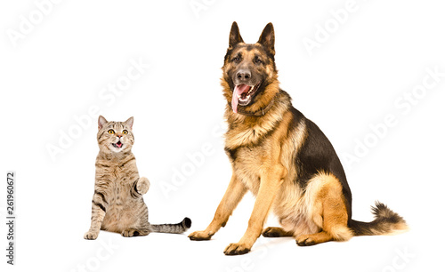 Playful cat Scottish Straight and German Shepherd dog isolated on white background