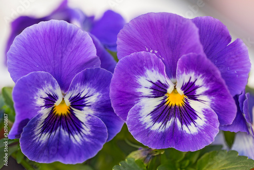 Closeup of colorful pansy flower, The garden pansy is a type of large-flowered hybrid plant cultivated as a garden flower. 
