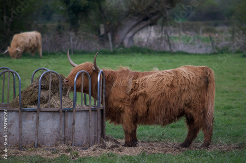 Highland Cow