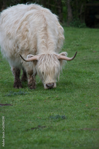 Highland Cow