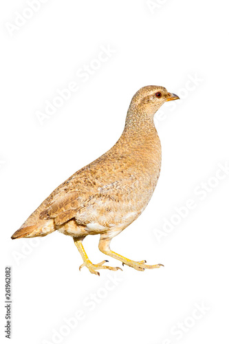 Isolated Partridge. White background. See see Partridge. Ammoperdix griseogularis. photo