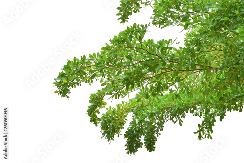 Green leaves on branch isolated on white background. with clipping path.