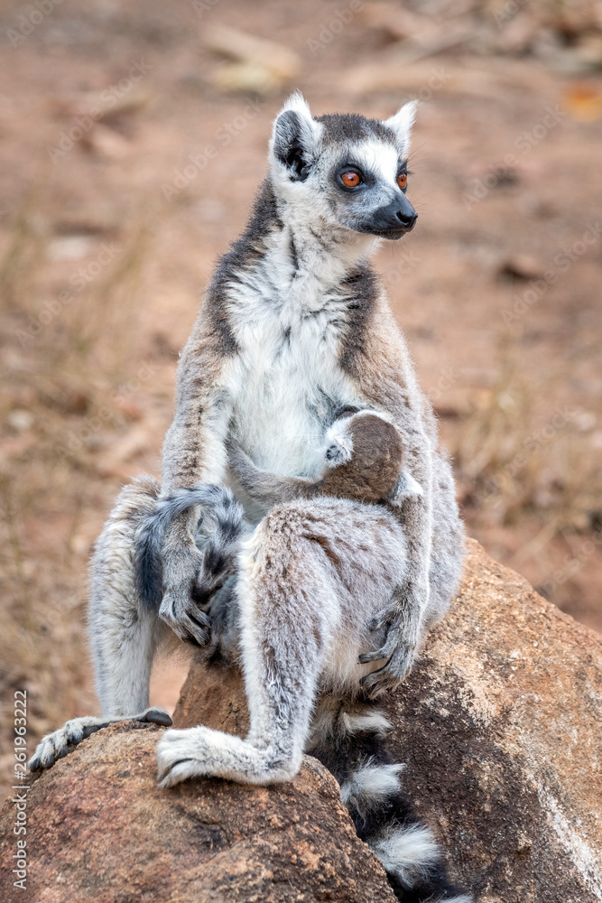 Fototapeta premium Ring-tailed lemur, Lemur catta, in its natural environment in Madagascar