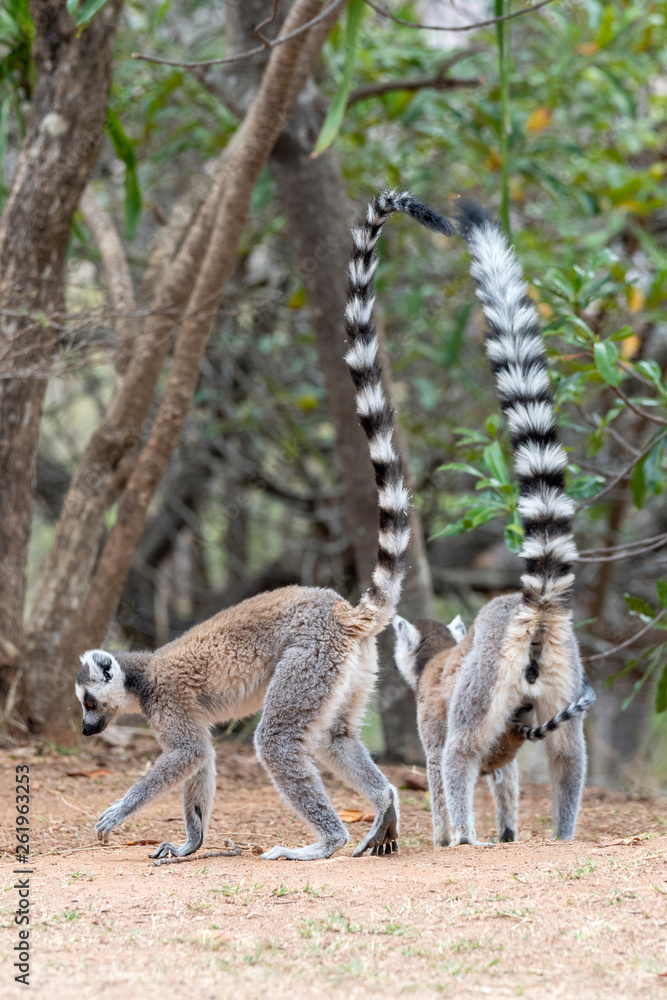 Fototapeta premium Ring-tailed lemur, Lemur catta, in its natural environment in Madagascar