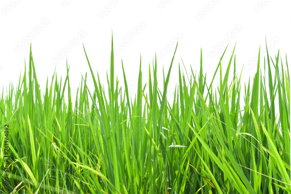 Green rice field isolated on white background. Green rice field isolated on white background.