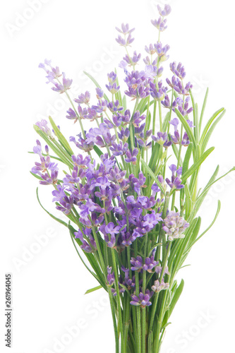 Bunch of Lavender flowers on a white background