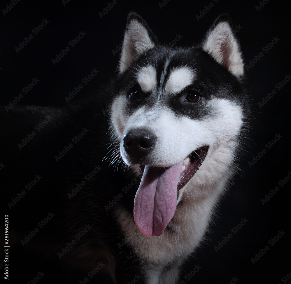 Portrait of a dog Siberian Husky in the studio Portrait of a dog Siberian Husky in the studio