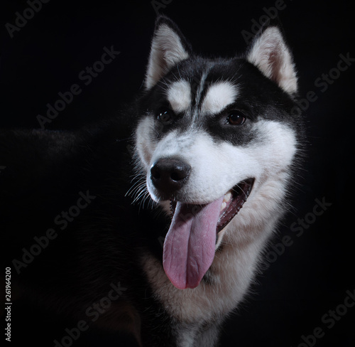 Portrait of a dog Siberian Husky in the studio