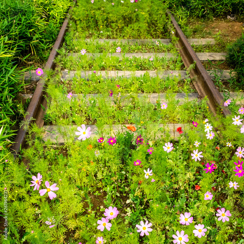 Old rusty empty railway with growing Cosmos flowers. Nature beats industry.