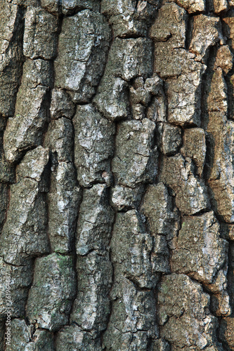 Nature background tree bark natural textured pattern plant trunk