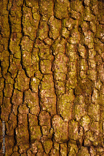 Nature background tree bark natural textured pattern plant trunk