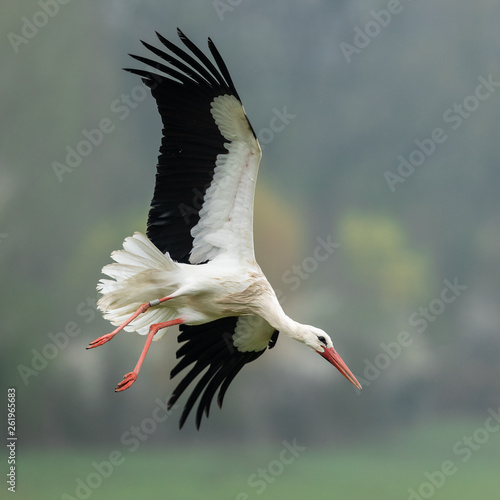 Obraz na płótnie White stork in the rain w salonie