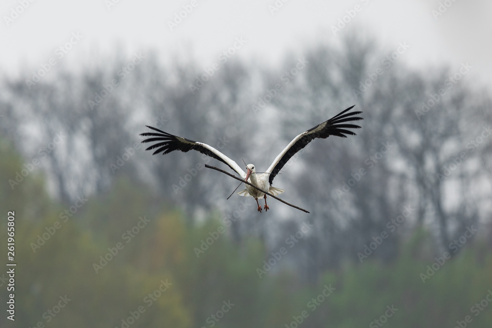 White stork in the rain White stork in the rain
