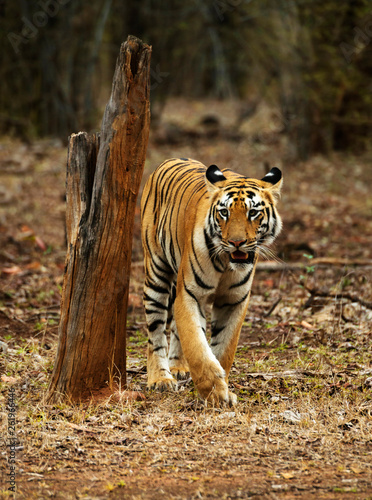 Young tigress, Telia Sisters, Panthera tigris, Tadoba, Maharashtra, India.