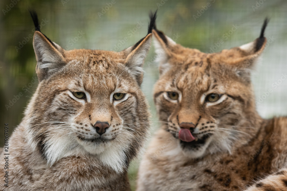 Lynx in the forest Lynx in the forest