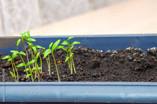 Young sprouts of culture, seedlings in a box for seedlings
