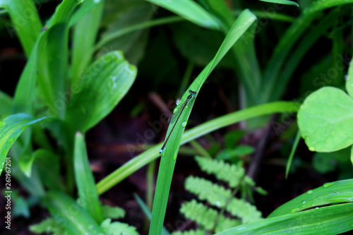 Damselfly staying in the grass after the rain