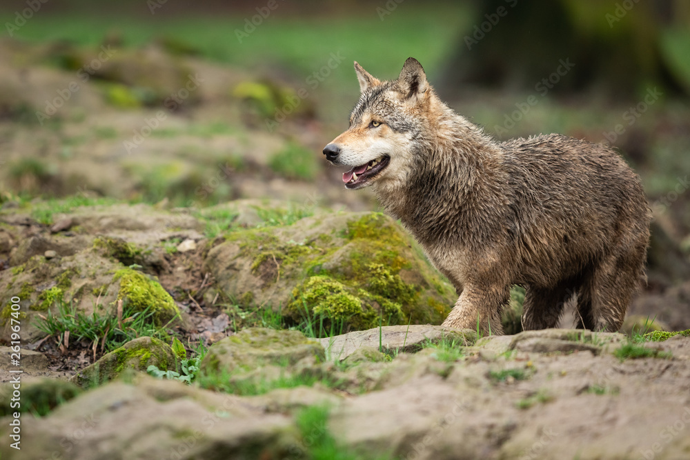 Obraz premium Grey Wolf in the rain