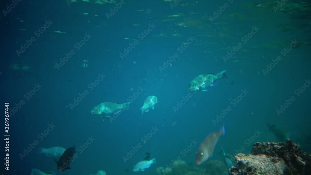 Papageifische schwimmen im Korallenriff auf den Malediven Papageifische schwimmen im Korallenriff auf den Malediven