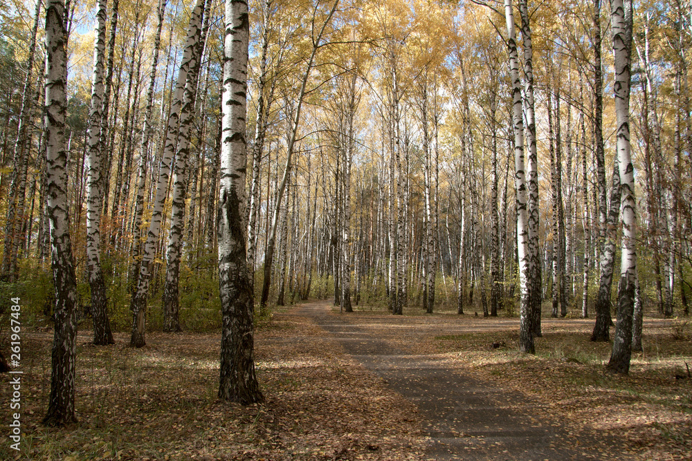 Obraz premium forest