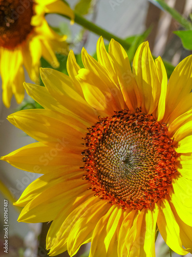 Close up view of the yellow sunflower. A beautiful sunflower on blured background. Summer flower  background.