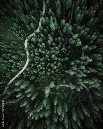 Aerial view of a forest