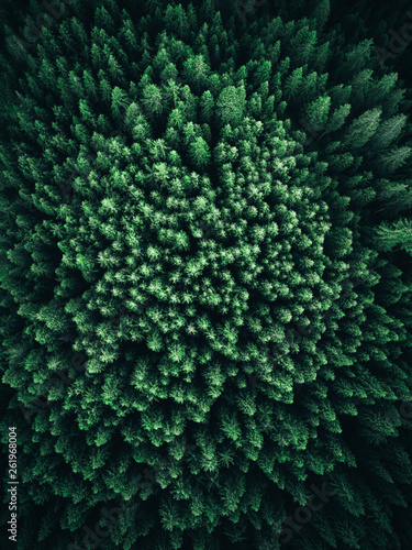 Aerial view of a forest