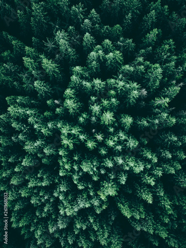 Aerial view of a forest