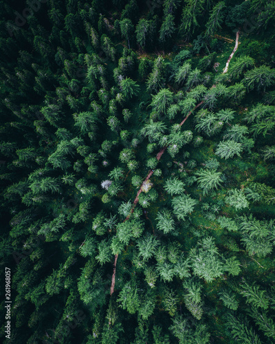 Aerial view of a forest