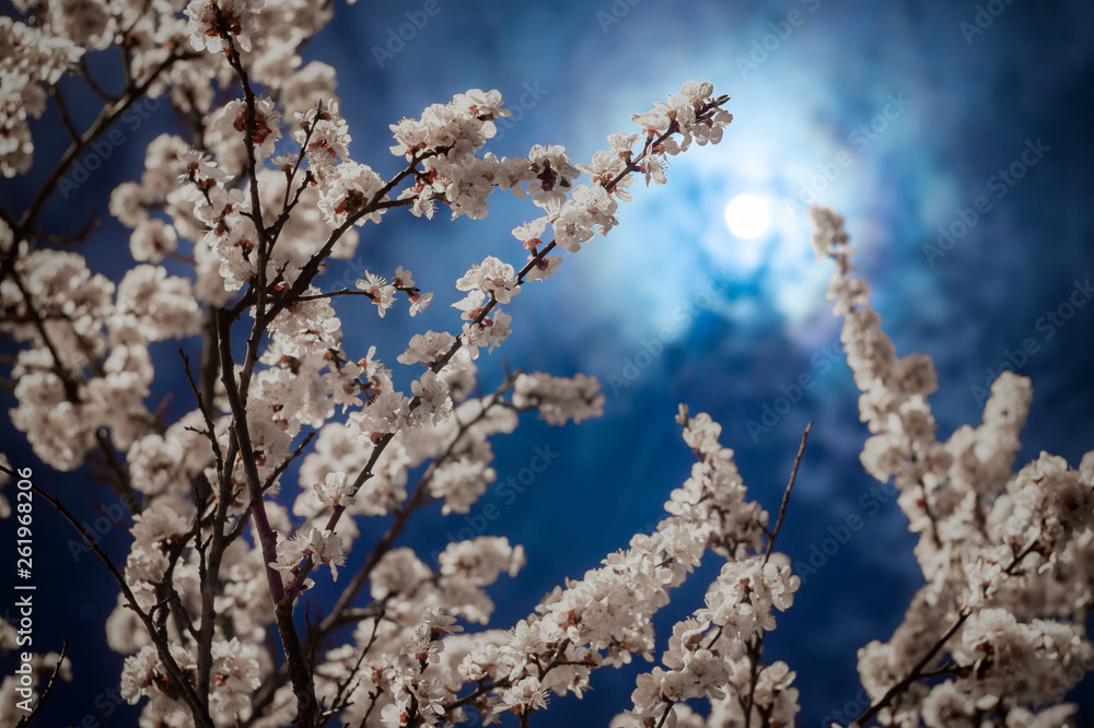 Flowering branches of apricot tree in the light of the full moon against the blue evening sky