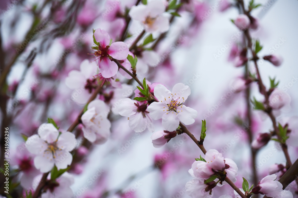 The lush blooming of pink flowers of the peach tree in the garden. The lush blooming of pink flowers of the peach tree in the garden.