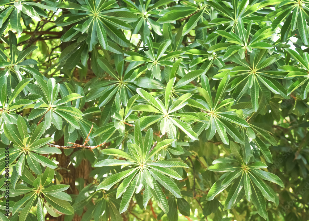 Cannonball tree leaves or shorea robusta , nature background Stock