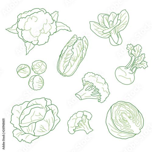 Cabbage, vegetarian farm products set, hand-drawn