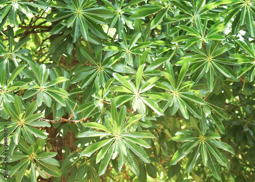 Canvastavla Cannonball tree leaves or shorea robusta  , nature background
