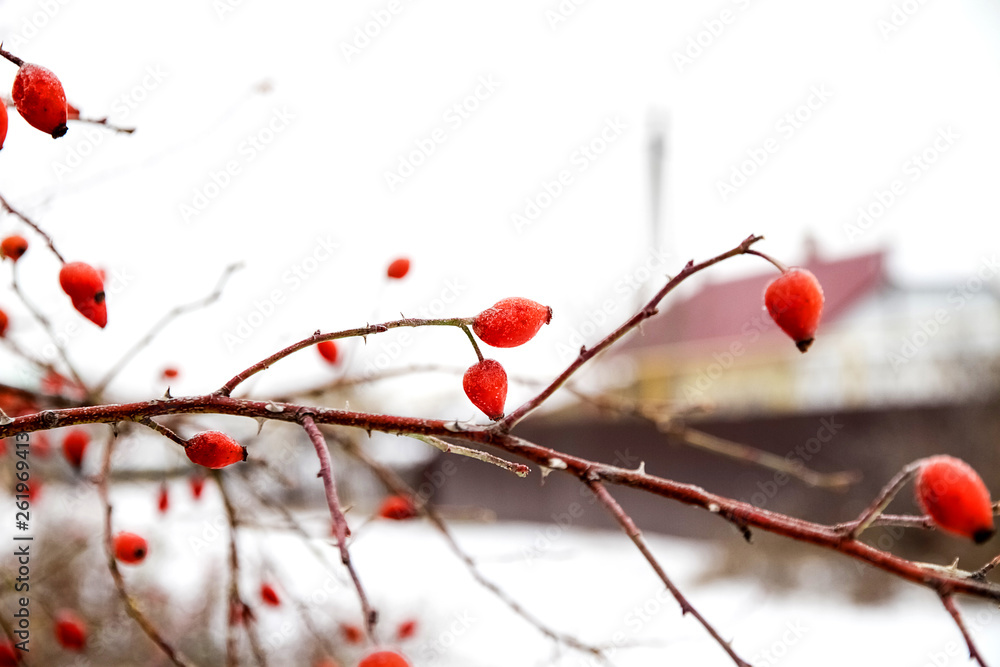 Red wild rose berries in winter, branch with berries. Red wild rose berries in winter, branch with berries.