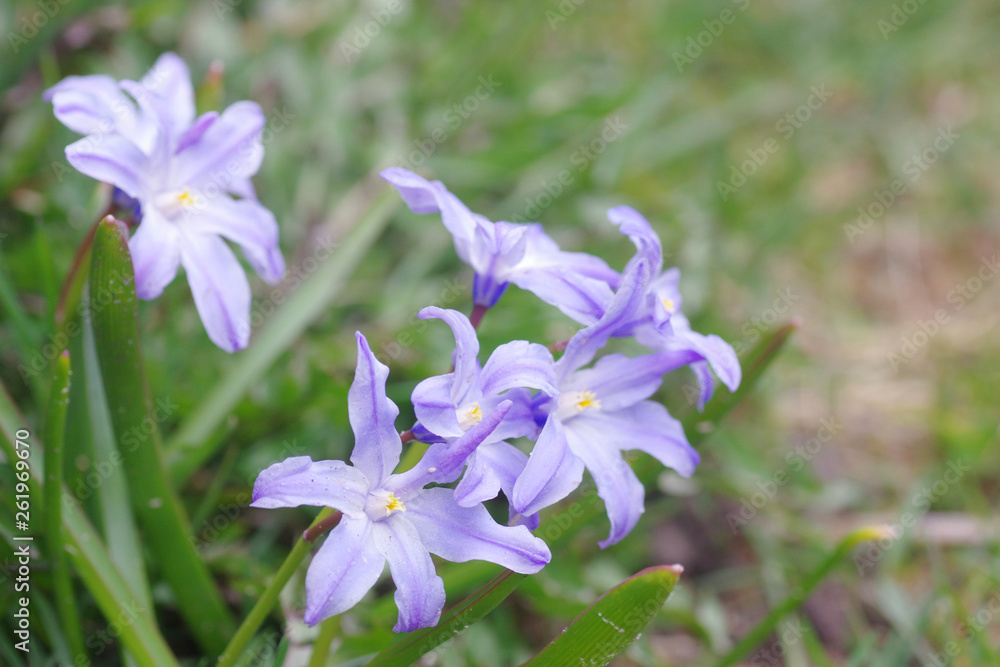 blue spring flowers in the garden blue spring flowers in the garden