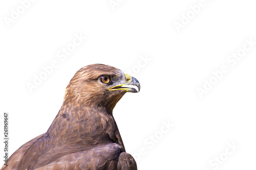 Isolated bird. Bird of prey. White background.  photo