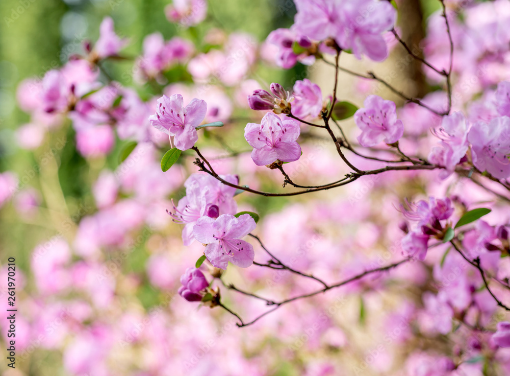 Pink rhododendron flowers bloom in spring in the garden Pink rhododendron flowers bloom in spring in the garden