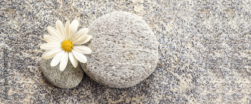 Stone and pebble panoramic background with a daisy